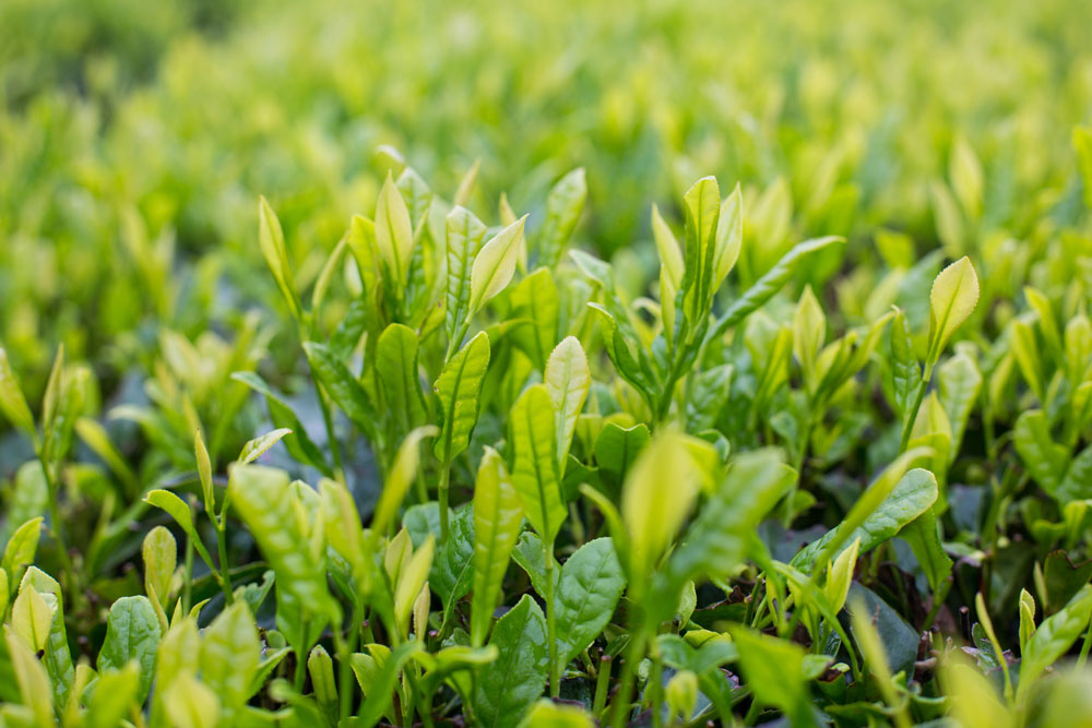 高山野茶